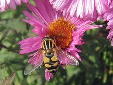 Herbstastern 026.jpg